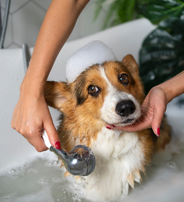 service-img